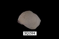 藏品(紫口珊瑚螺)的圖片